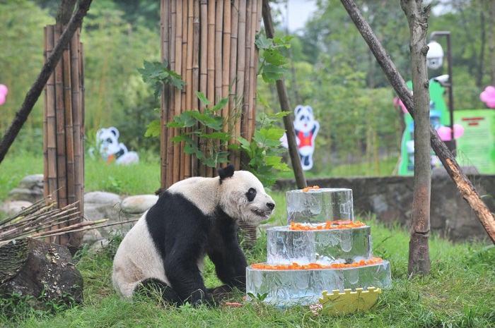 The world’s oldest  male panda in captivity has died, aged 31